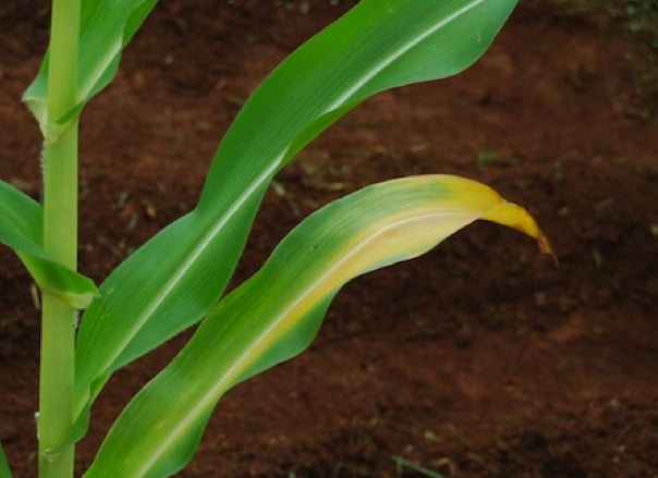 Nitrogen Deficiency in Maize