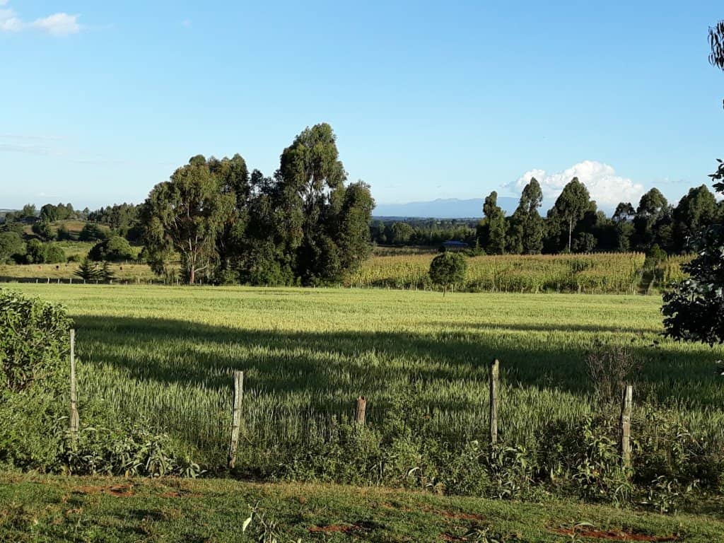 Korongo wheat varieties