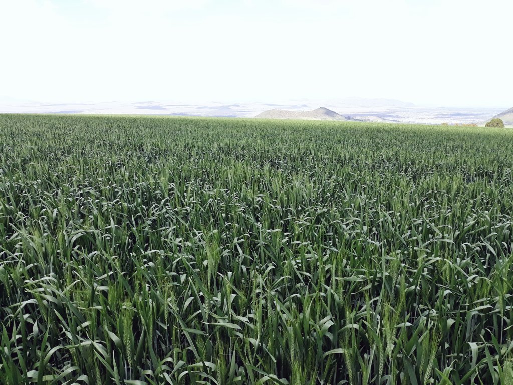 Eagle 10 wheat variety