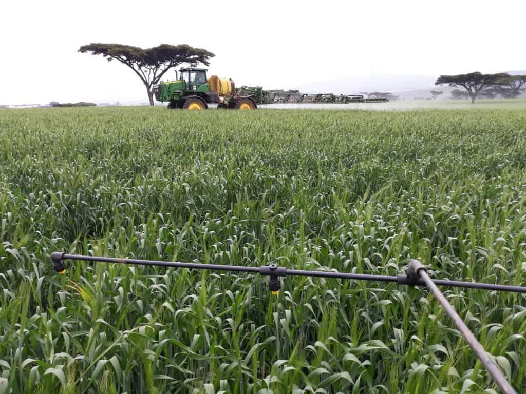 Hawk wheat variety