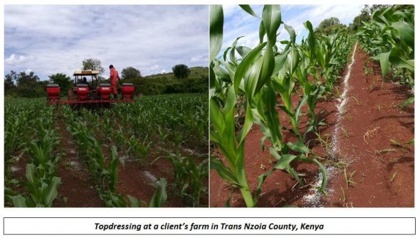 top-dressing-fertilizer-for-maize-why-timing-is-key-cropnuts