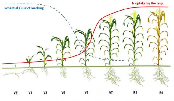 Top Dressing Fertilizer For Maize: Why Timing Is Key - Cropnuts