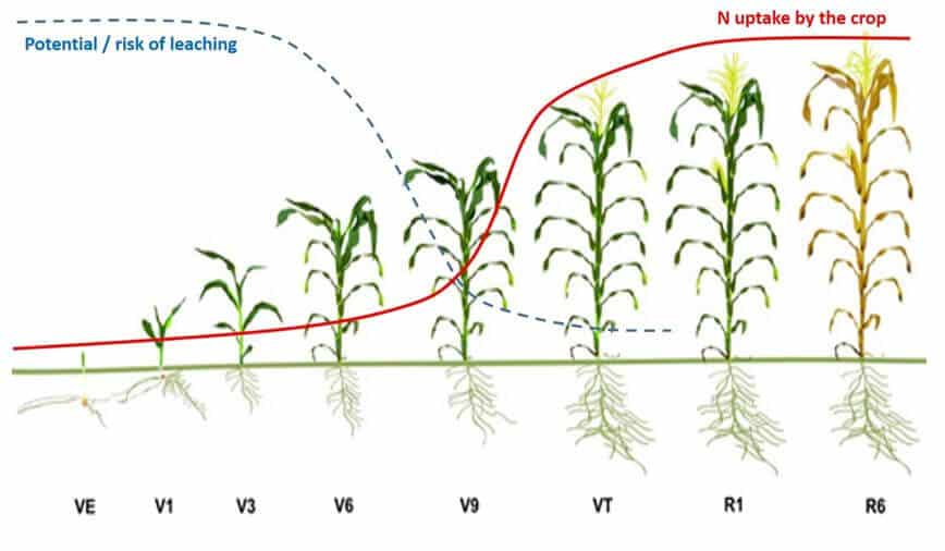 when to apply urea topdressing fertilizer for maize