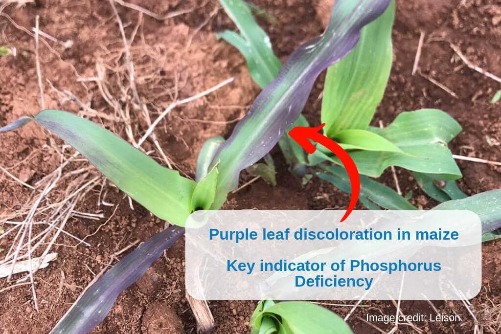 Deficiency symptoms of Phosphorus in plants