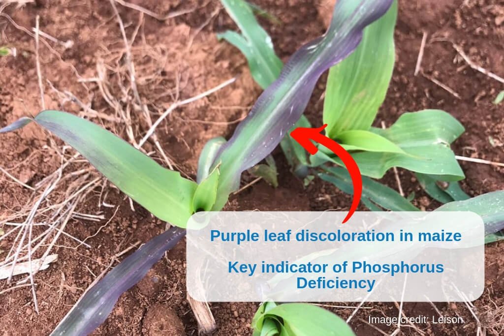 phosphorus deficiency in plants