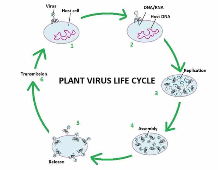 Plant Virus Diagram