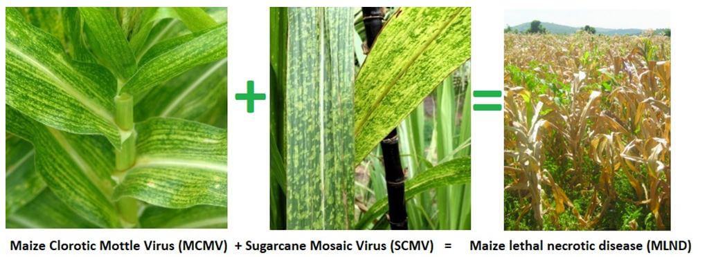 Plant viruses classification