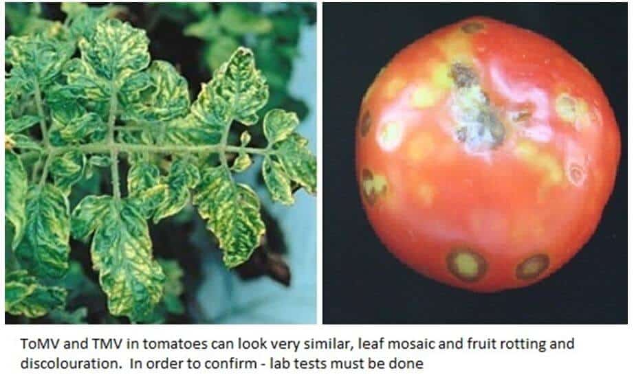 Tomato Mosaic Virus (ToMV)