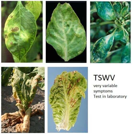 properties of plant viruses