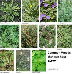 An Introduction To Plant Viruses - Cropnuts