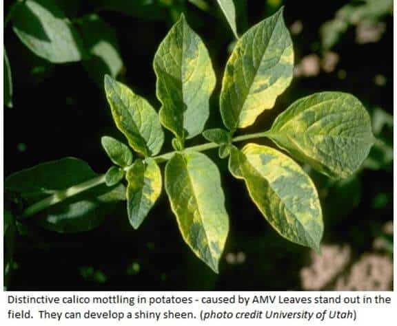 control of viral diseases in plants