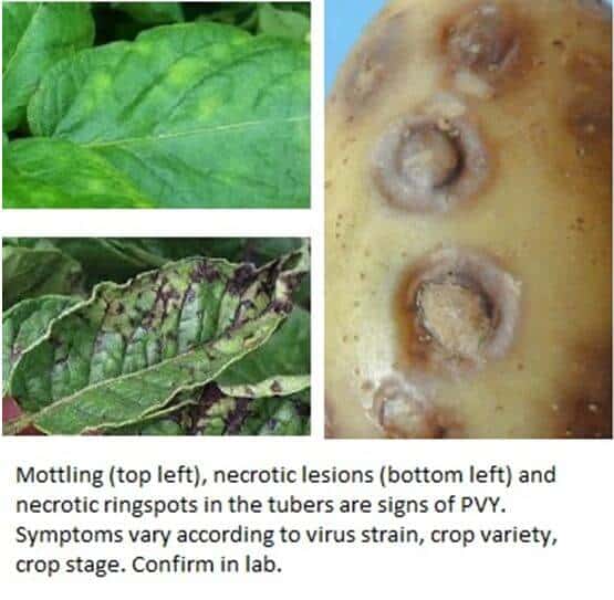 Management of plant viruses ppt viral diseases in plants