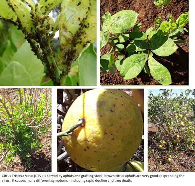 Field management strategies for viral plant diseases