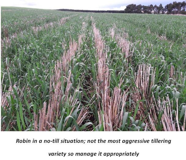 Robin wheat variety