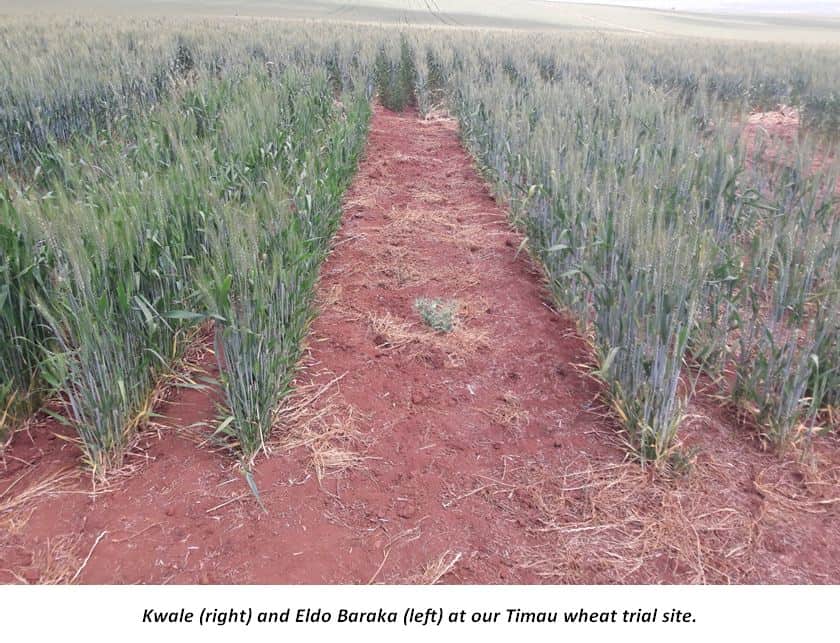 Kwale Eldo baraka wheat varieties