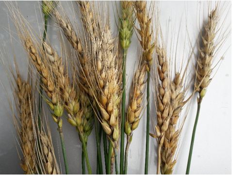 wheat varieties list