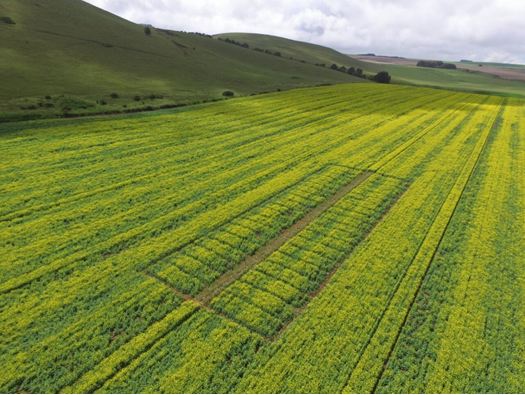 wheat farming in Kenya