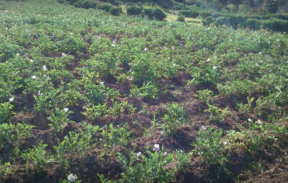 potato farming in Kiambu