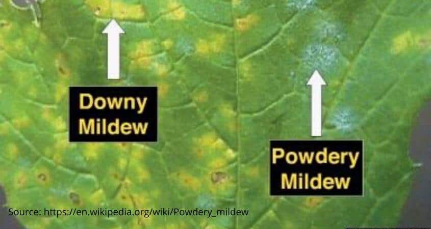 What’s The Difference Between Powdery and Downey Mildew