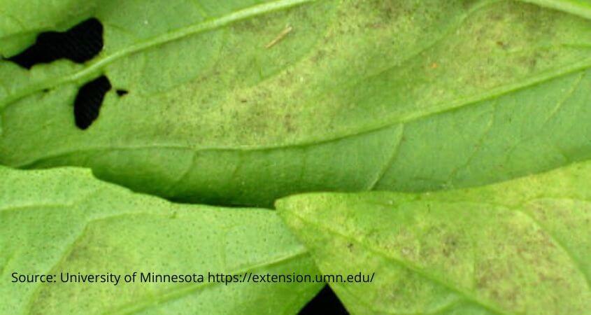 Downy mildew symptoms chemical control treatment