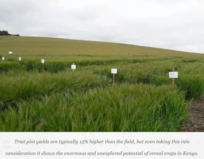 barley production in Kenya