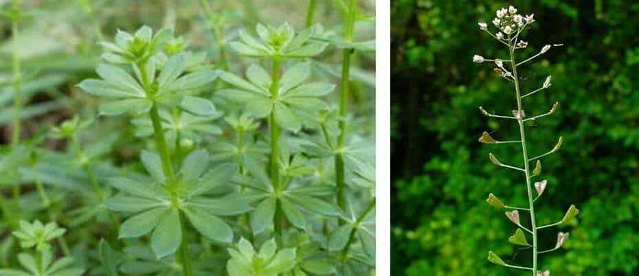 Cleavers (left photo) and Shepherd’s Purse (right hand photo)