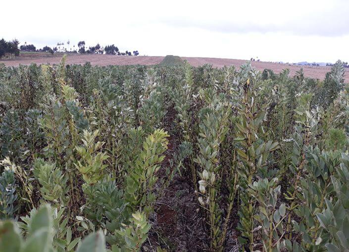 faba beans