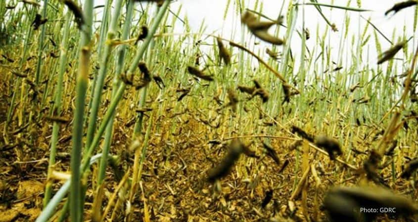Think Agronomy: Prepare For Locust Plague