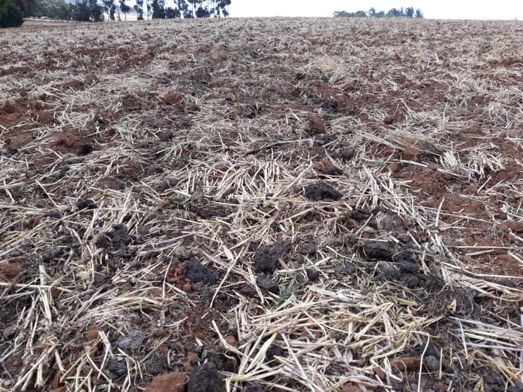 builidng soil organic matter with cover crops