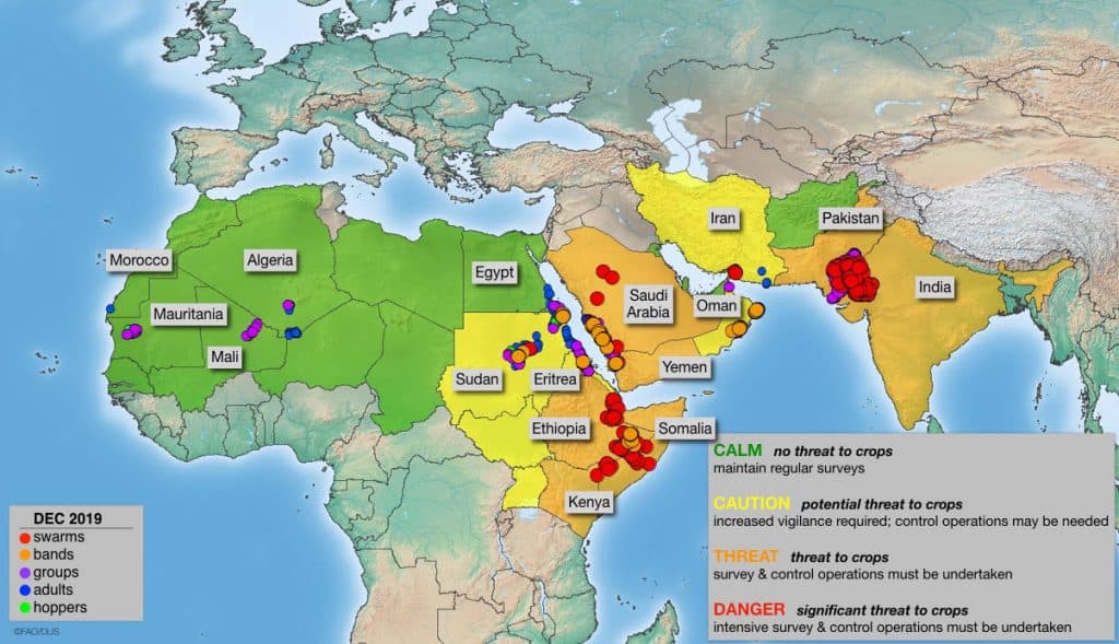 desert locust plague outbreak 