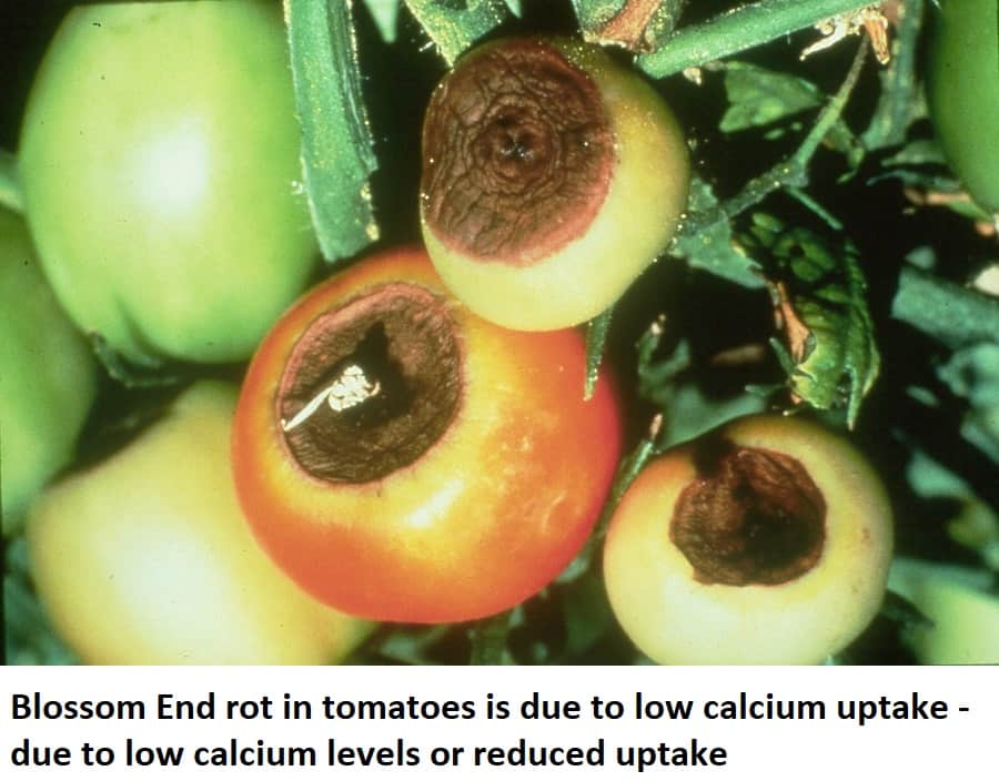 Calcium nitrate for tomatoes