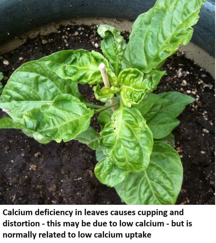 calcium deficiency in plants