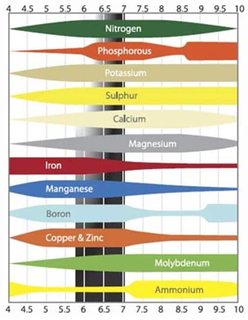 micro nutrients for coffee plants