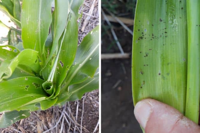 fall army worm faw lifecycle symptoms in maize