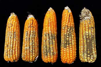 signs of aflatoxin in maize