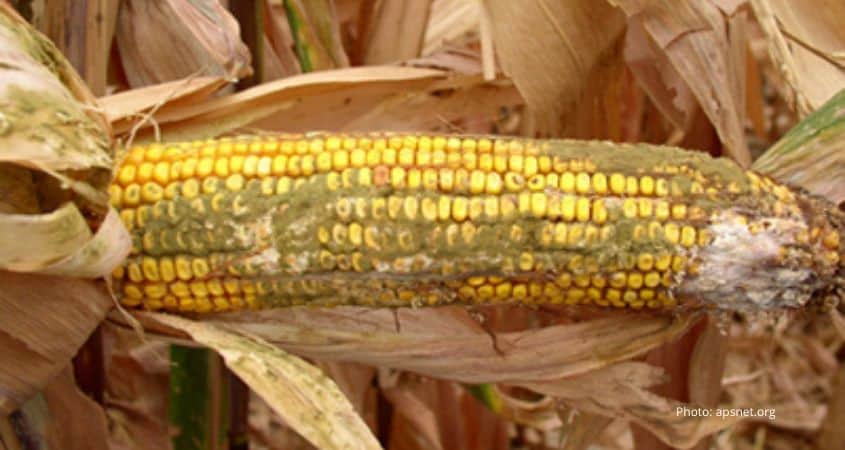 Understanding and Preventing Aflatoxin Poisoning