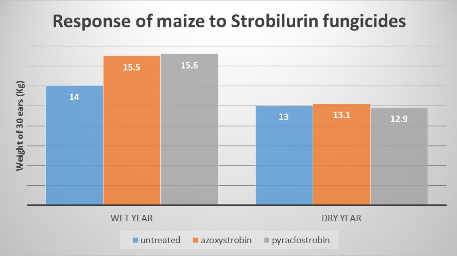 azoxystrobin strobilurin tebuconazole + trifloxystrobin