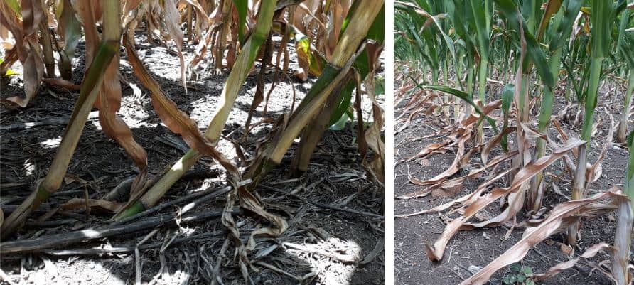 maize varieties in kenya