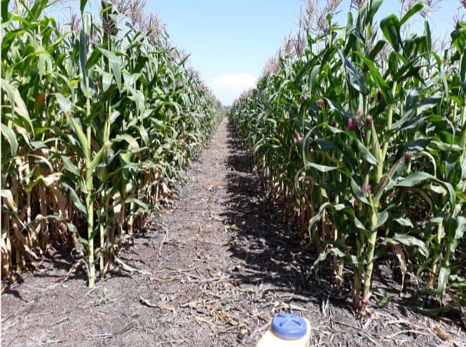 maize fungicide