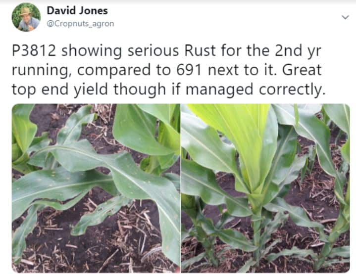 best fungicide for corn maize at tassel