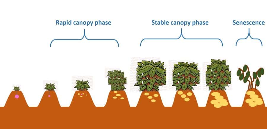 potato early late blight fungicide