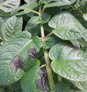 potato blight fungicide