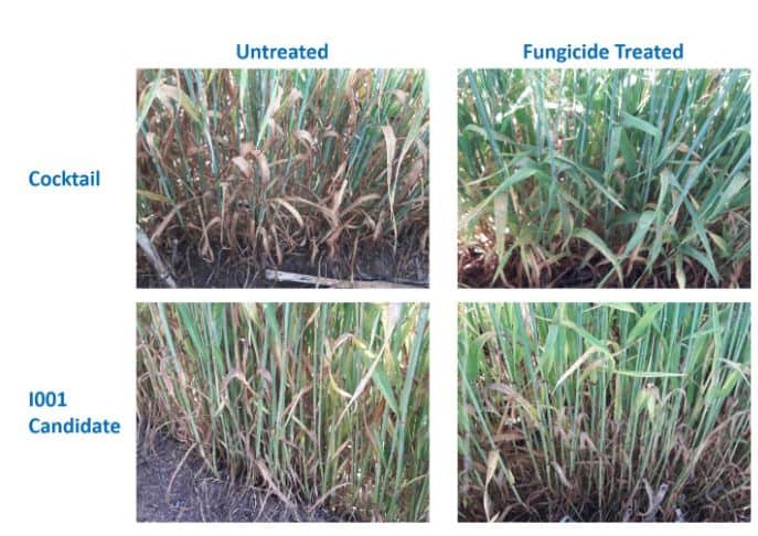 barley fungicide timing