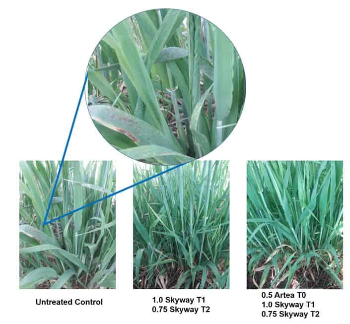 wheat barley fungicide trial