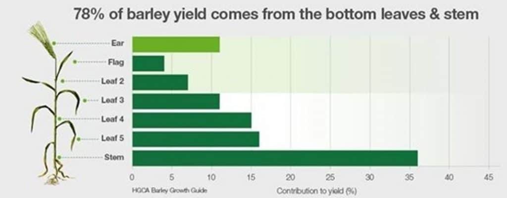 barley wheat fungicide program