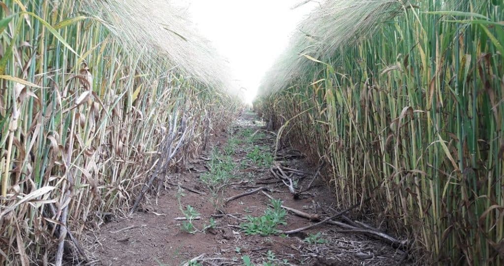 when to spray wheat barley with fungicide