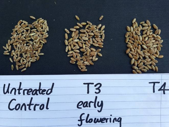 when to spray wheat for head scab