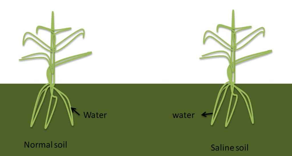 soil salinity effect on agriculture