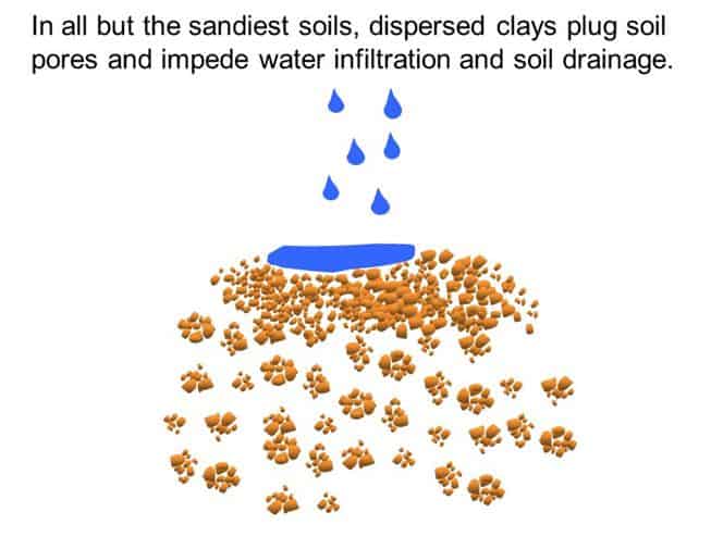 effect of sodic soil on plant growth