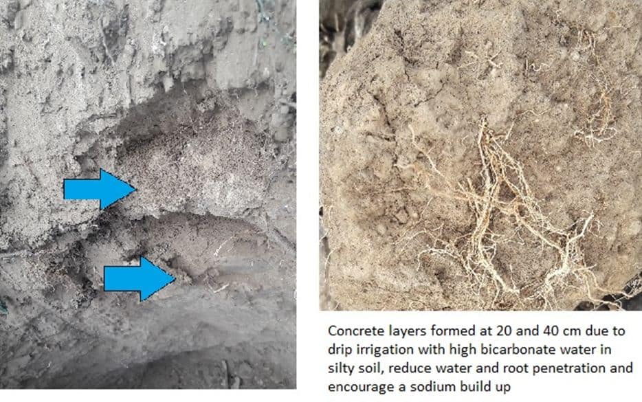 soil salinity solutions